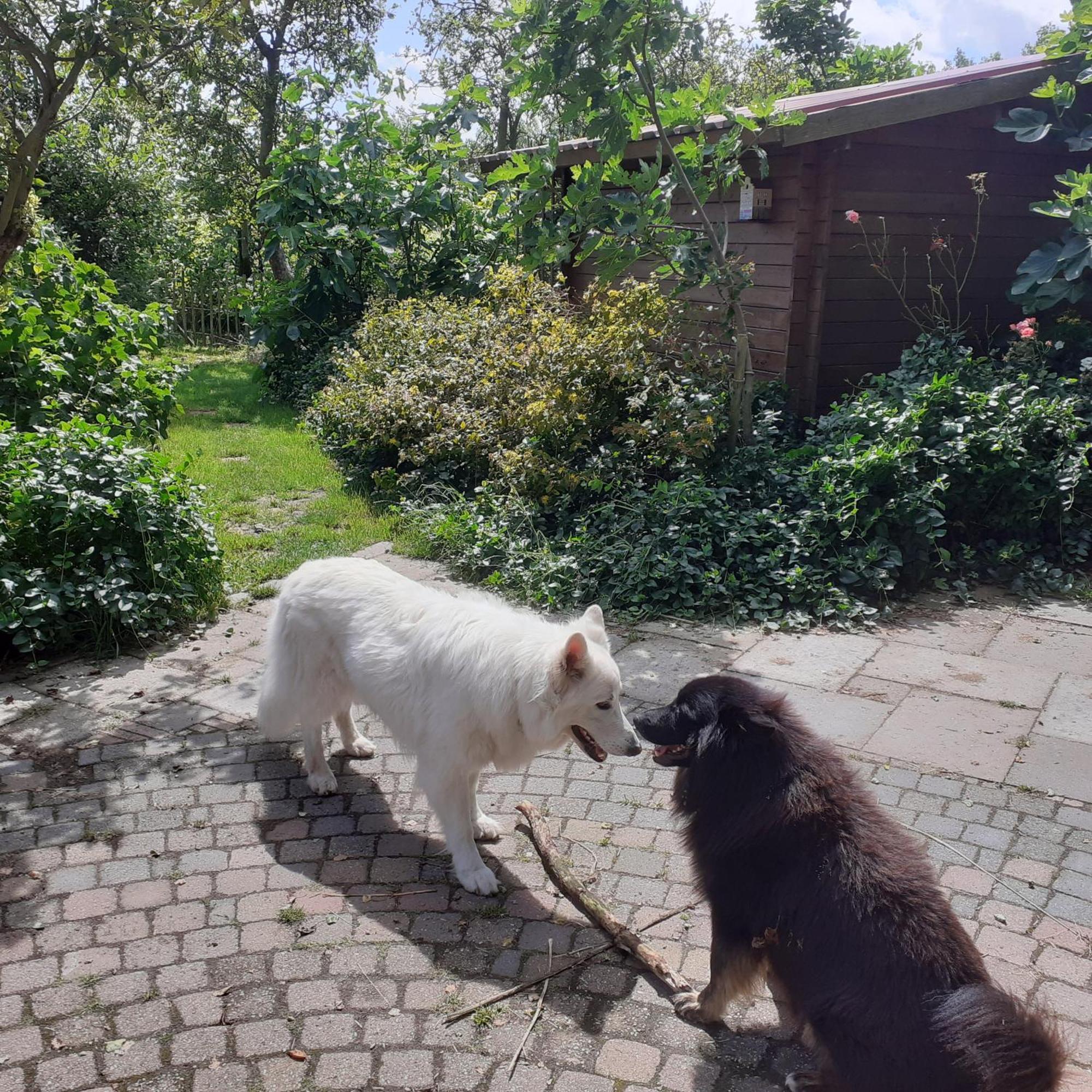Wijndomein De Vier Ambachten -Overnachten In De Wijngaard Simonshaven Esterno foto