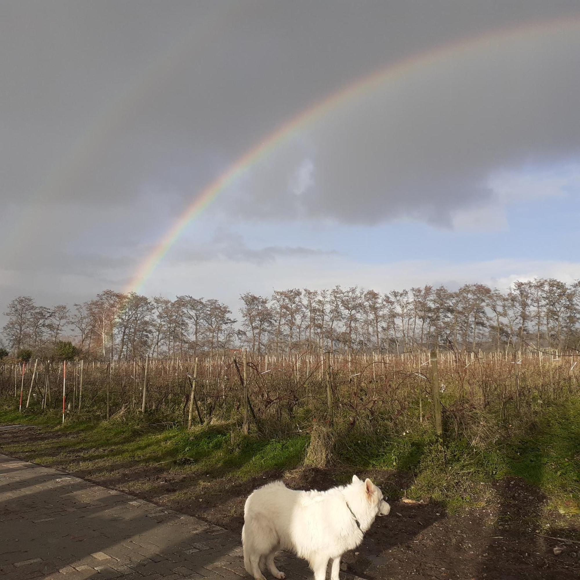 Wijndomein De Vier Ambachten -Overnachten In De Wijngaard Simonshaven Esterno foto